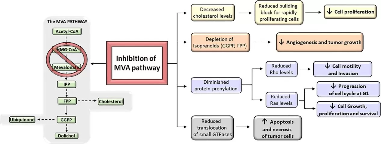 Antitumoral effects of mevalonate (MVA) pathway inhibition (Guerra et al., 2021)